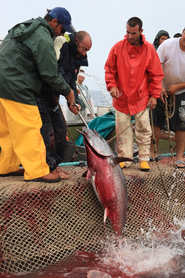 イタリア　サンピエトロ島　マグロ漁