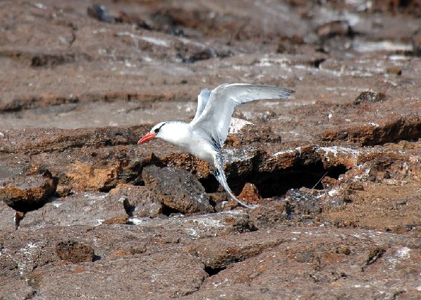 ガラパゴス諸島=Ⅱ