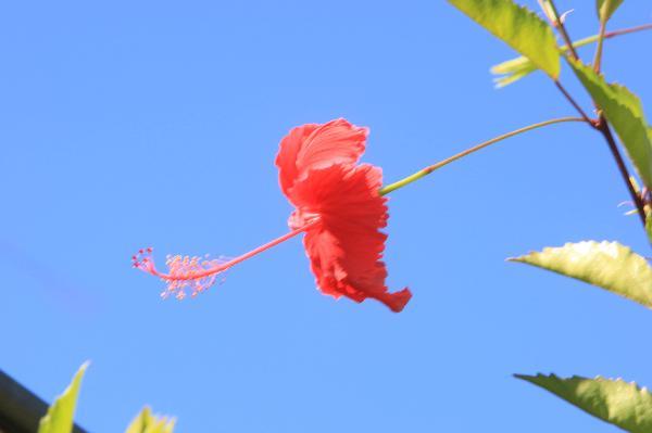 ニューカレドニア　イル･デ･パン島の花