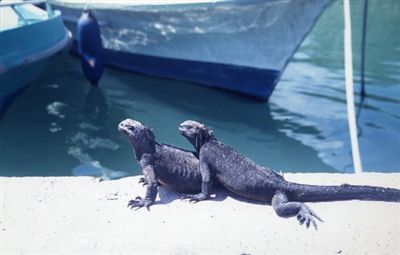 ガラパゴス諸島