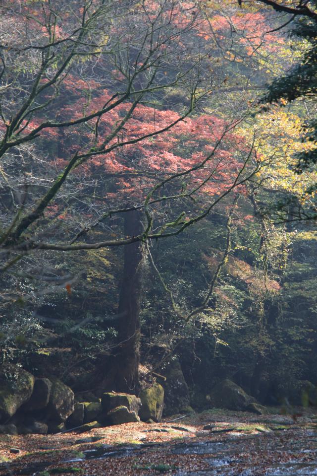 秋の風景2013 北海道・大阪・奈良・京都・兵庫・九州