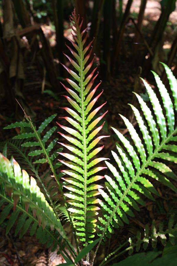 ニューカレドニア　イル･デ･パン島の植物