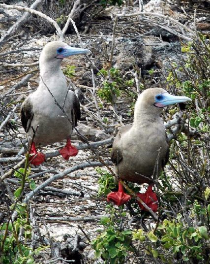 ガラパゴス諸島=Ⅱ