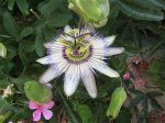イタリア共和国　ファヴィニャーナ島の花