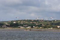 イタリア　サンピエトロ島　フラミンゴ