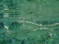 タイ王国　ナン･ユアン島・タオ島