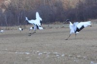 ロシア　サハリン島（樺太）　丹頂鶴