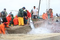 イタリア　サンピエトロ島　マグロ漁