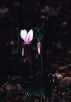 ケフォロニア島