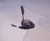 マーシャル諸島の旅