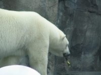 コディアック島
