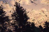 セイシェル共和国　マヘ島　バード島