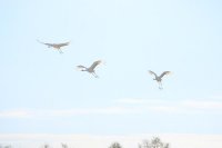 ロシア　サハリン島（樺太）　丹頂鶴
