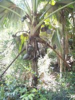 セイシェル共和国　プララン島